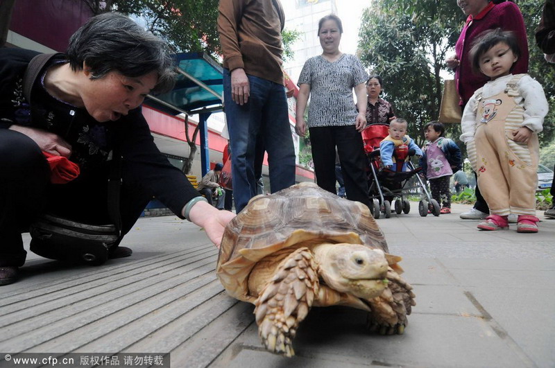 New pet favorites for the Chinese