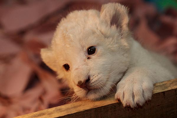 Lion cubs born in Mexico