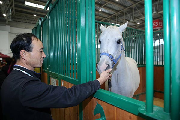 Equine esteem and horse lovers