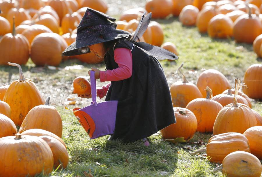 Playing in the pumpkin patch ahead of Halloween