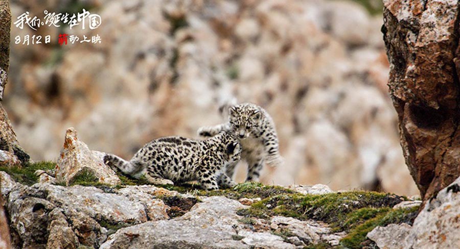 Disneynature's 'Born in China' to hit theaters on Aug 12