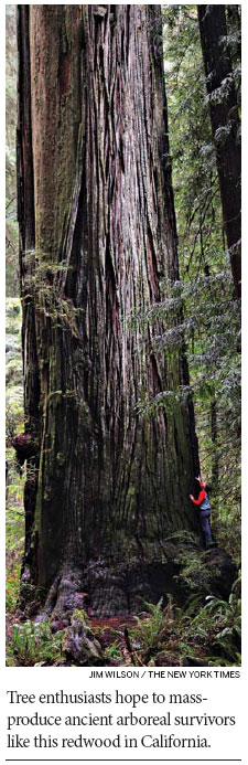 Cloning red giants to rescue the Earth