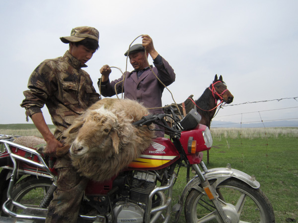 Visiting life and death among sheep