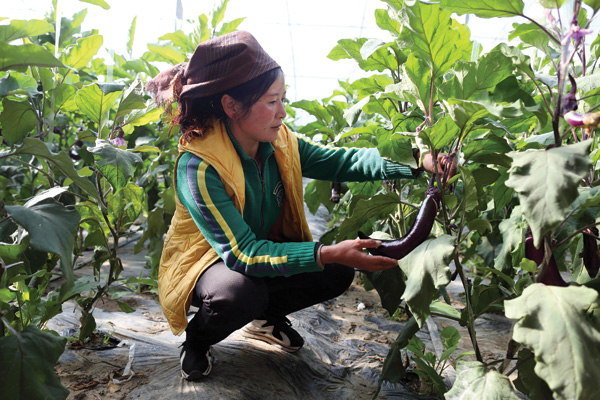 Greenhouses help grow family incomes