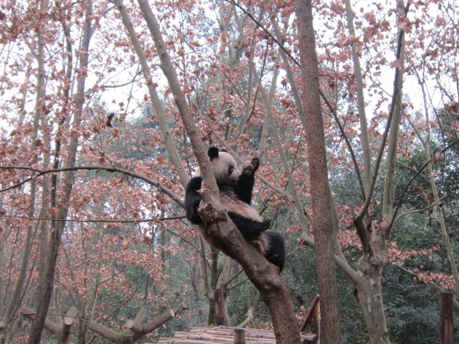 Make your city hit the headlines: Reasons for loving Chengdu