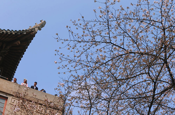 Firm wants a bite of the cherry and blossom