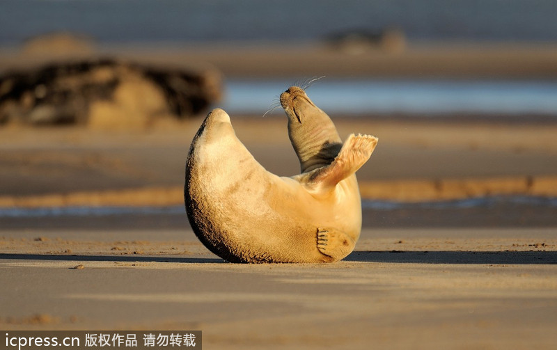 Cuddly seal enjoys some me time