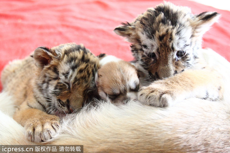 Dog adopts tiger cubs in E China