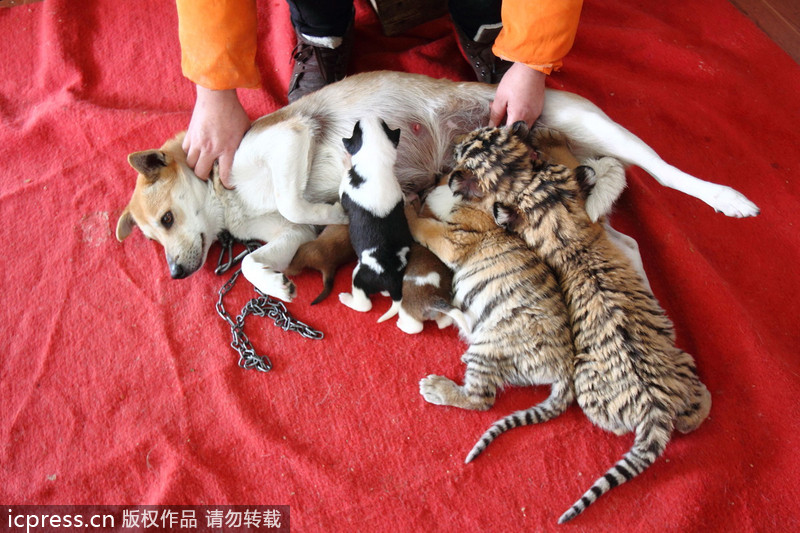 Dog adopts tiger cubs in E China