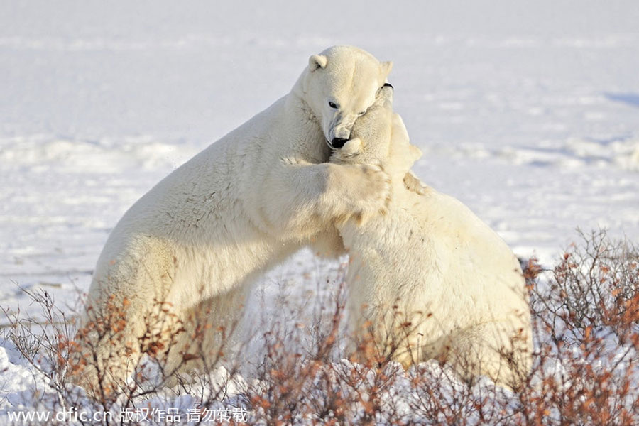 Polar bears hug