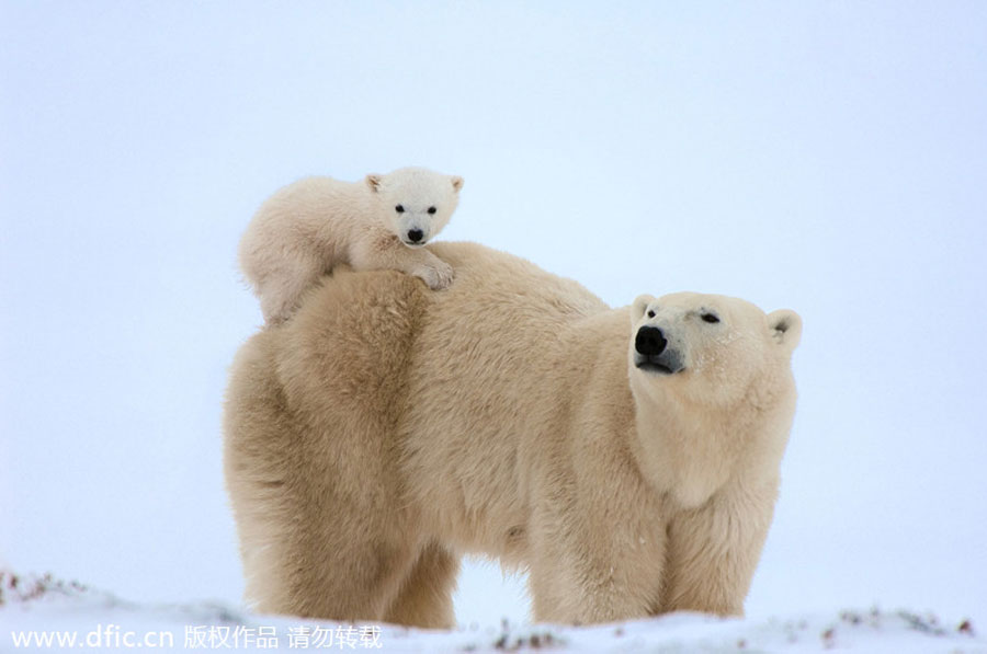 Polar bears hug
