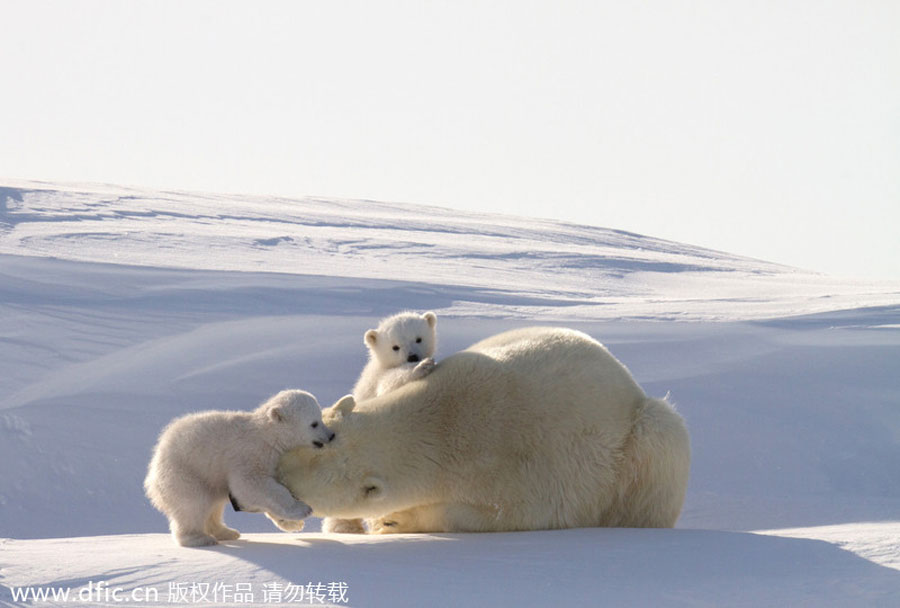 Polar bears hug