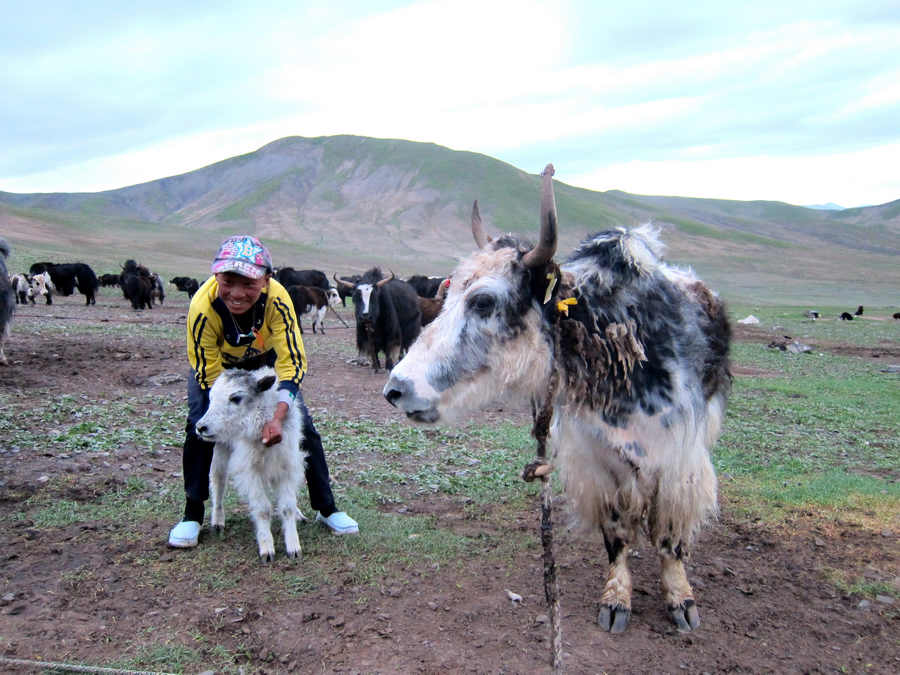 To herd yaks or attend school?'