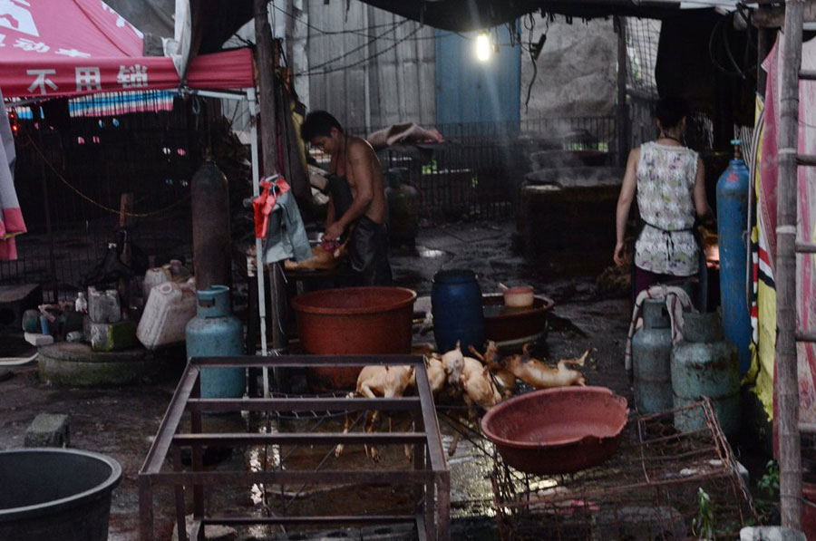 Fur flies in Yulin over dog meat festival