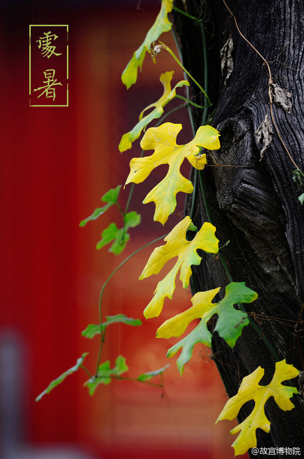 Photos reveal beauty of four seasons at Palace Museum