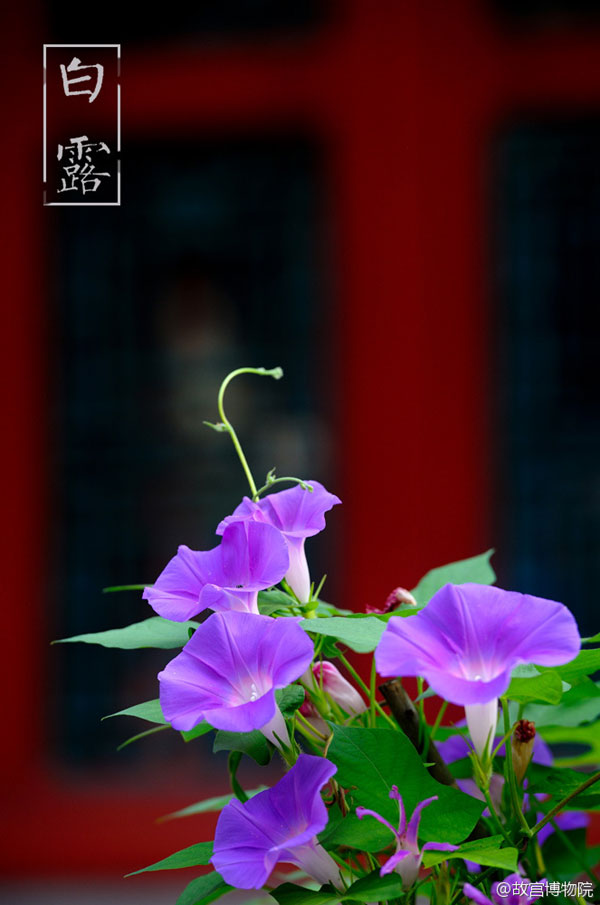 Photos reveal beauty of four seasons at Palace Museum