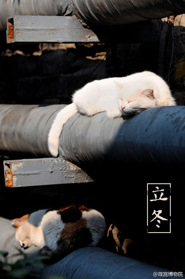 Photos reveal beauty of four seasons at Palace Museum