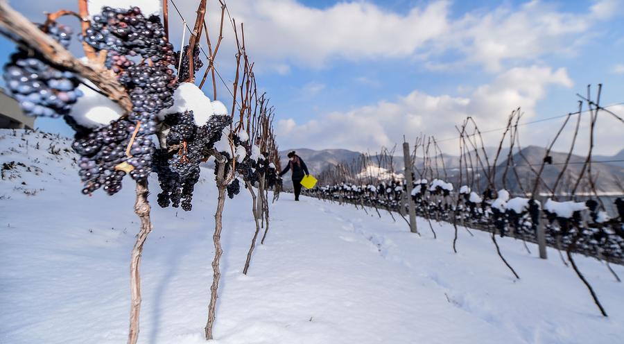 Ice wine vineyard in northeastern China