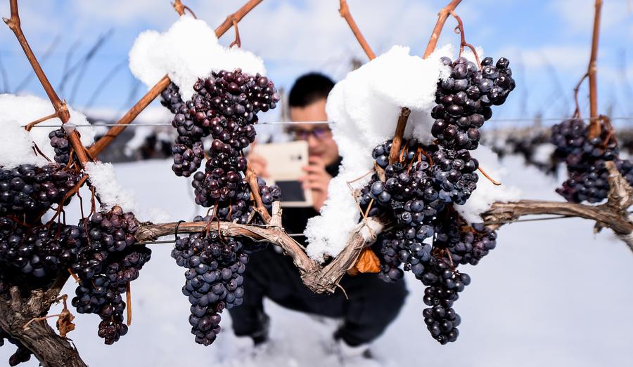 Ice wine vineyard in northeastern China