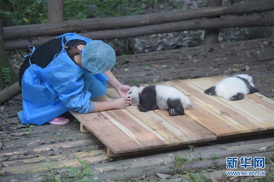 China's giant pandas: Internet sweetheart of 2016