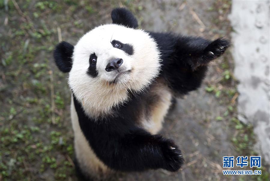 China's giant pandas: Internet sweetheart of 2016