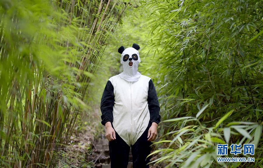 China's giant pandas: Internet sweetheart of 2016