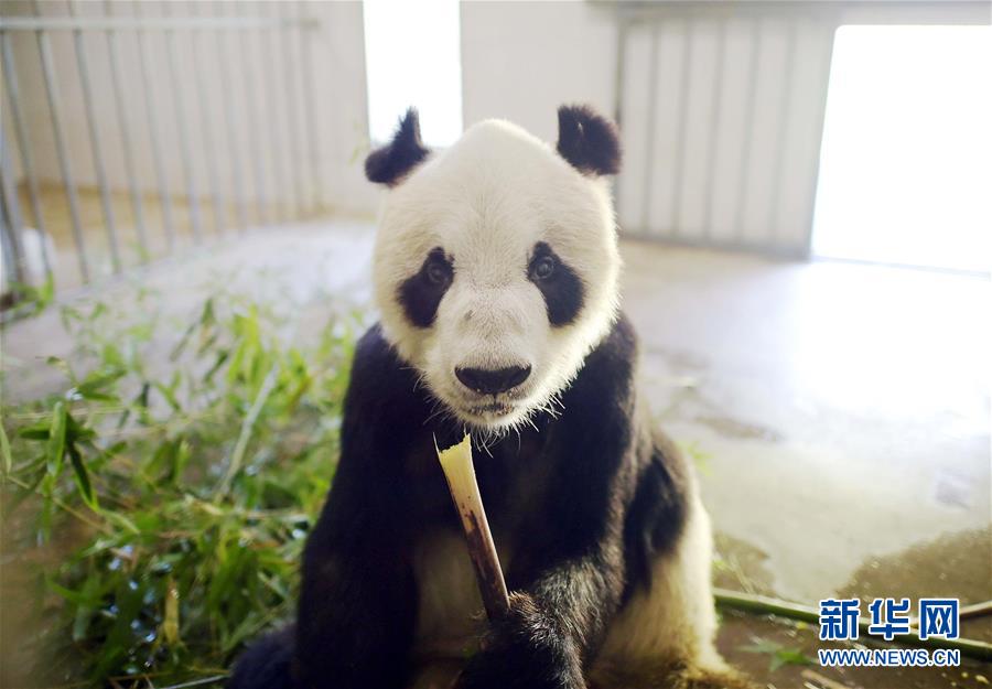 China's giant pandas: Internet sweetheart of 2016