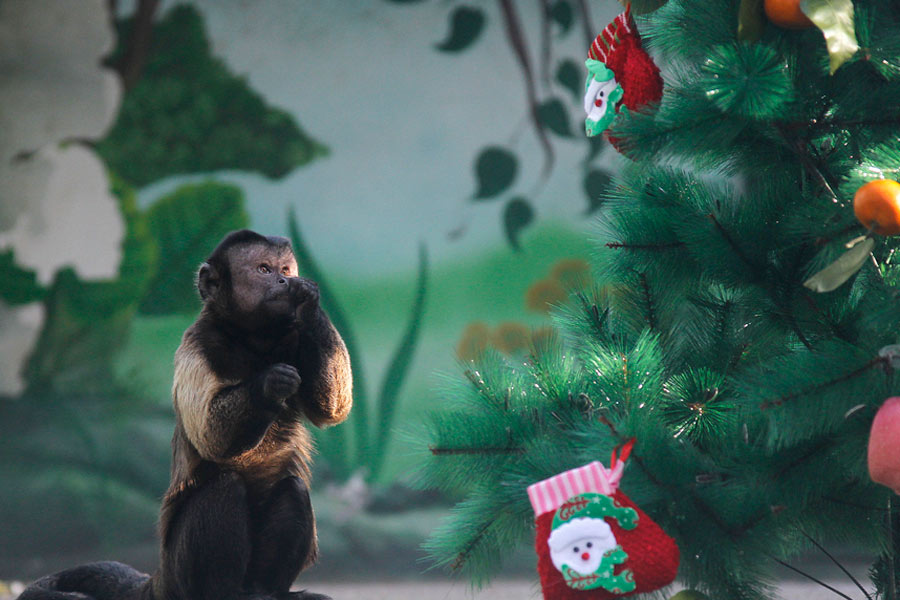 Monkeys enjoy Christmas feast in Zhengzhou