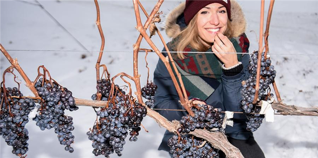 Ice wine vineyard in northeastern China