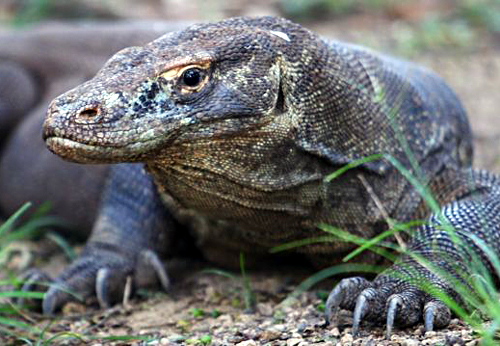 Komodo dragon picked as SEA games mascot