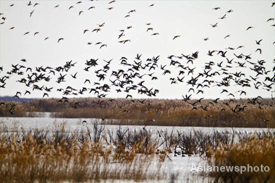 Best time to spot thousands of birds in flight