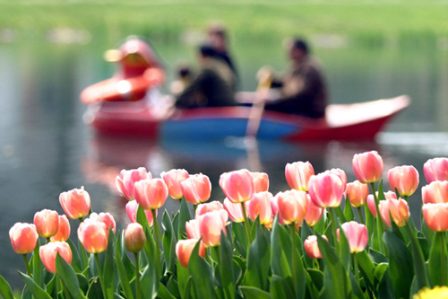 Lost in tulip clouds in Hangzhou