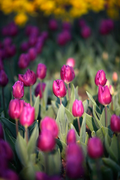 Lost in tulip clouds in Hangzhou