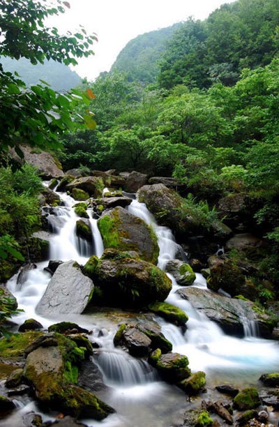 A snapshot of Shennongjia Nature Reserve