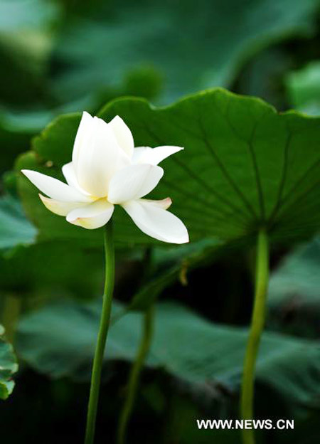 Lotus flower in full blossom