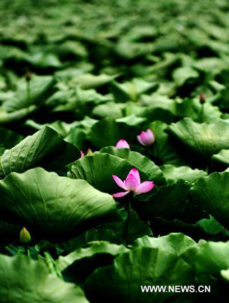 Lotus flower in full blossom