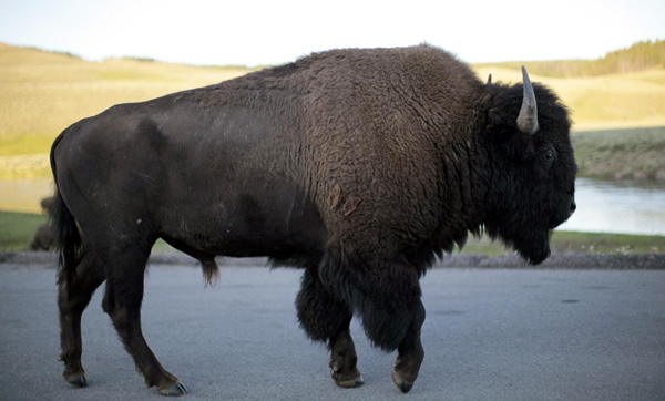 Amazing landscapes of Yellowstone National Park