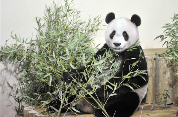 Giant pandas arrive in Edinburgh