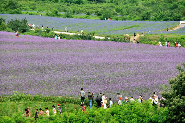 Lavender theme park opens to tourists in Dalian