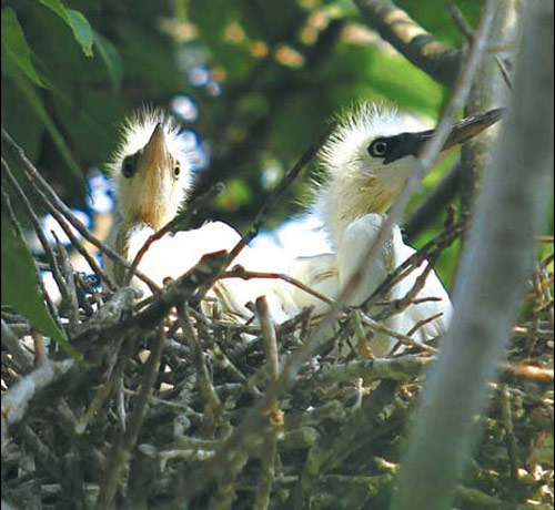 Paradise of birds