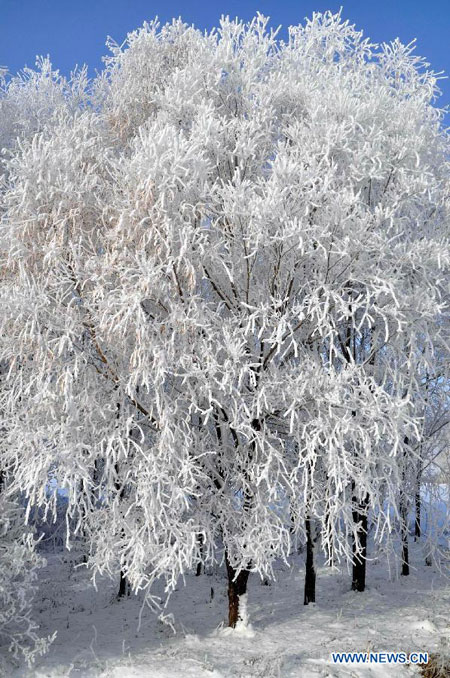 Beautiful rime scenery in NE China's Heilongjiang