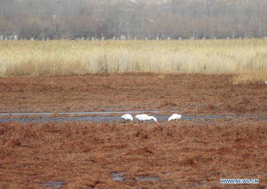 Scenery of Lhalu Wetland in Lhasa