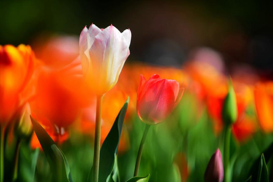 Spring scenery of Slender West Lake