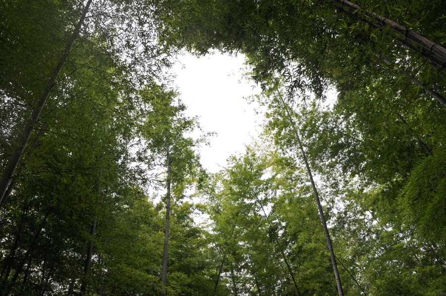 The bamboo sea in the summer