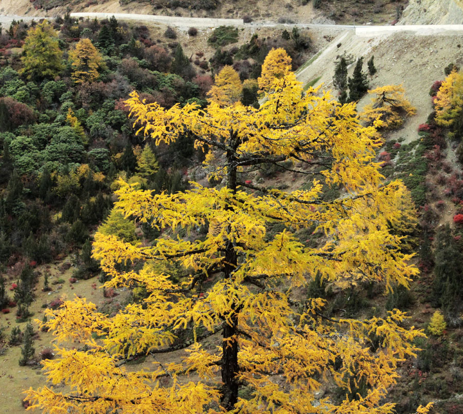 Golden larches brace for winter