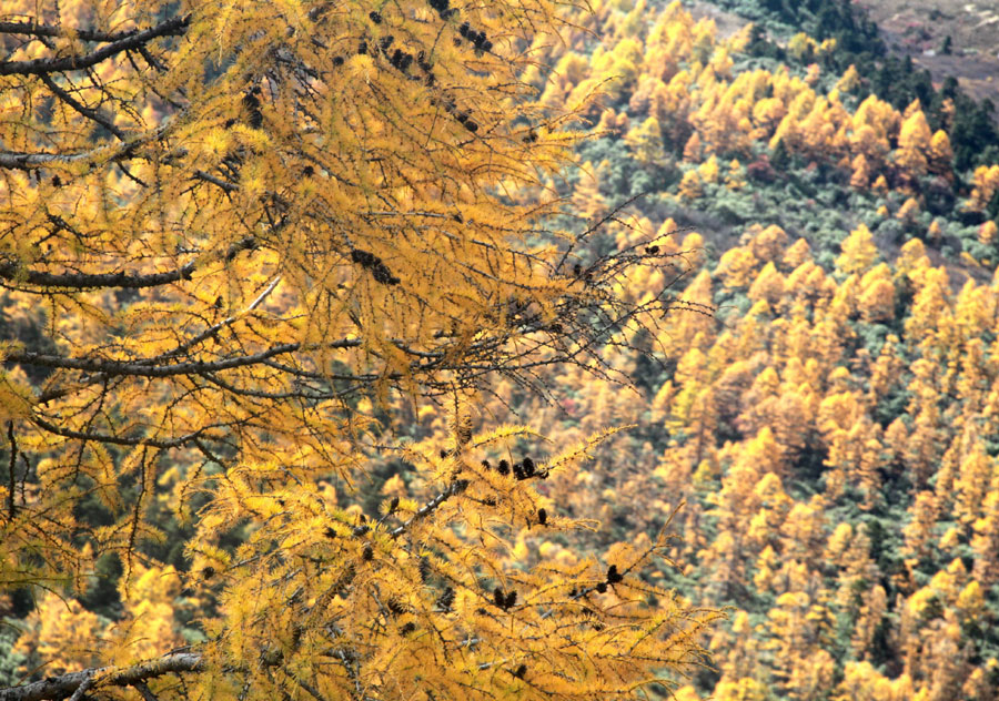 Golden larches brace for winter