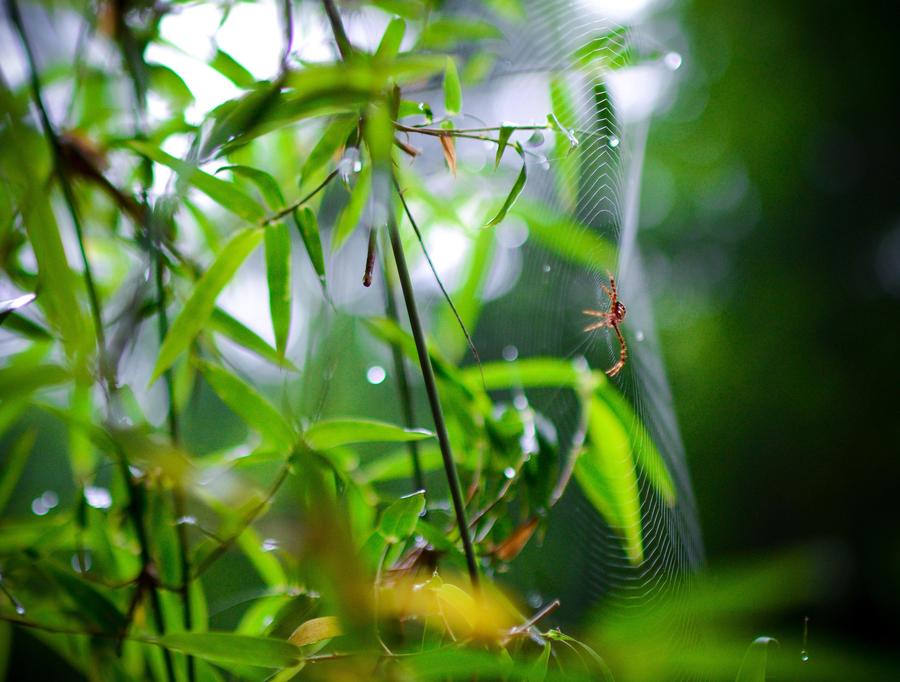 Scenery of Bamboo Sea in Sichuan