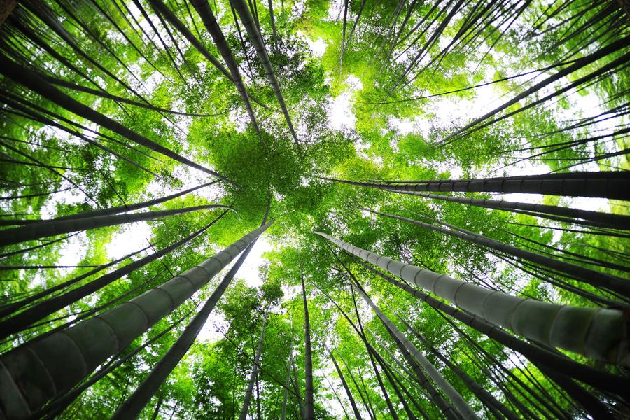 Scenery of Bamboo Sea in Sichuan