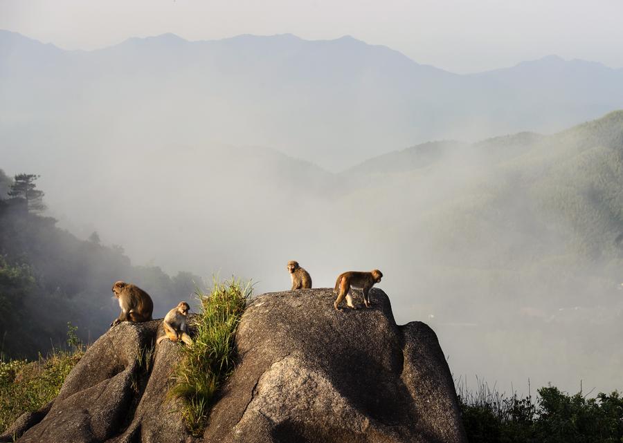 Meihua Mountain Nature Reserve in SE Chin