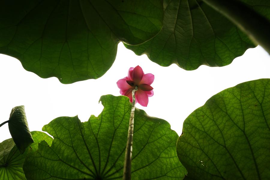 Lotus flowers blossom in West Lake